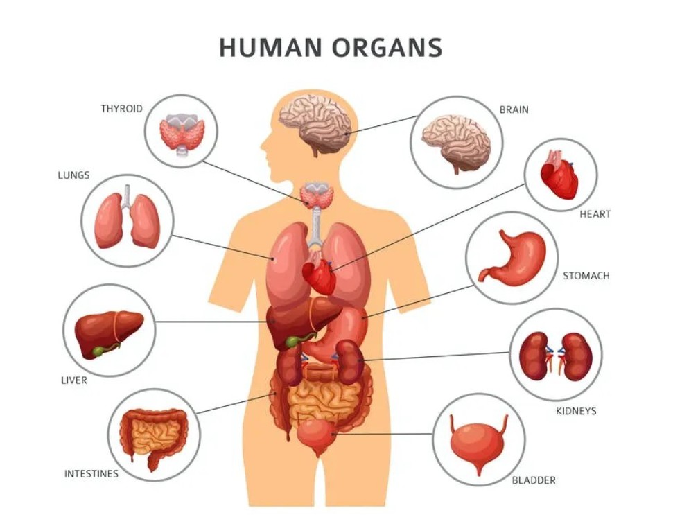 Human Organs